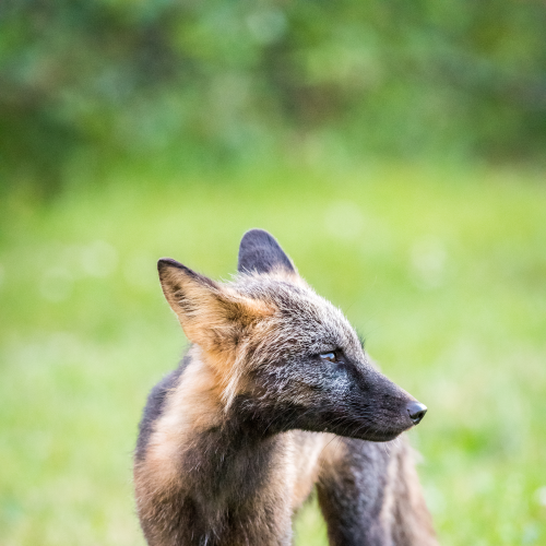 Curious Fox