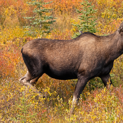 moose