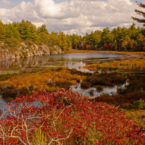 Beauty of Fall