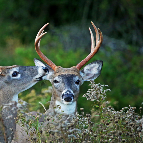 The Deer Whisperer