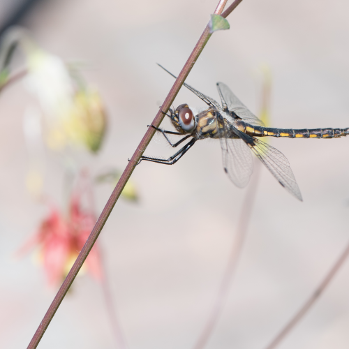 Dragonfly in my backyard