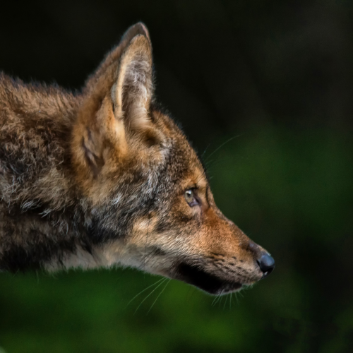 on the prowl, eatern (Algonquin) wolf