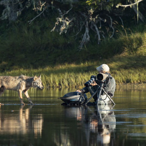 The Wild Wolf
