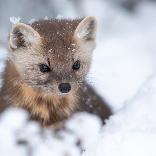 Pop up Pine Marten