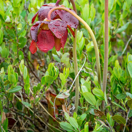 Newfoundland's Pitcher Plant