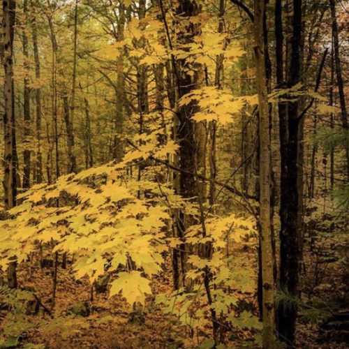 Fall