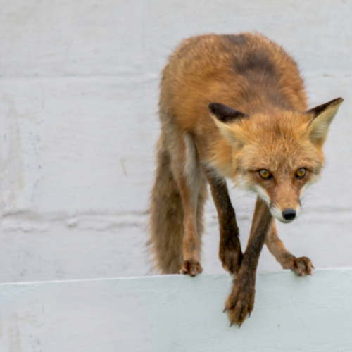 Balancing act