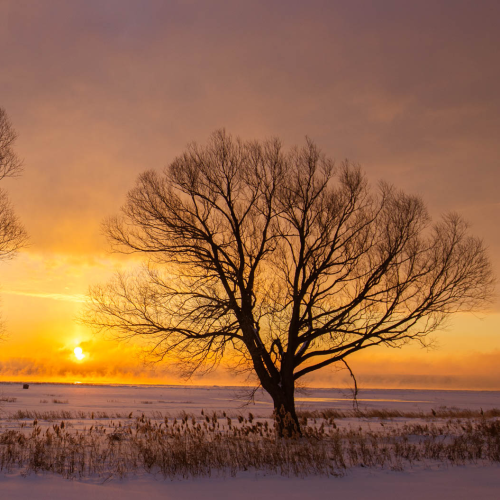 Twins in the sunrise
