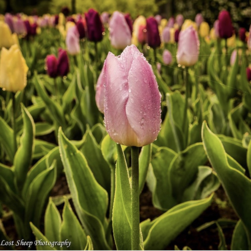 flowers in my park
