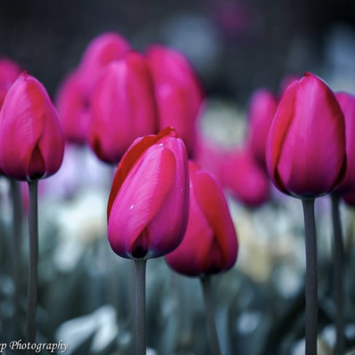 flowers in my park