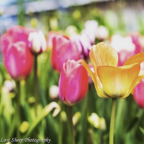 flowers in my park