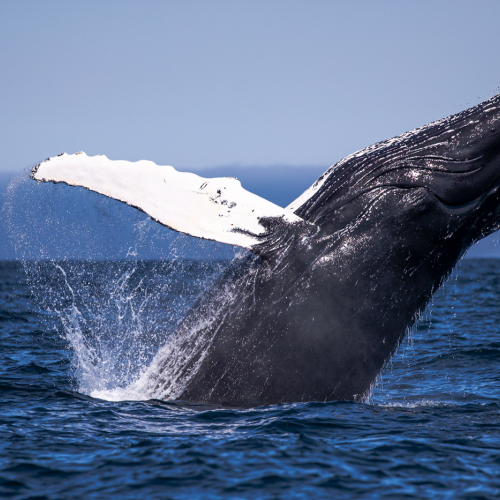 Whale Breach In Blue