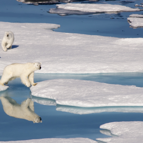 Polar Bear Family on the Move