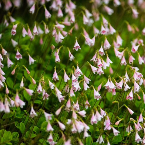 The Twinflower