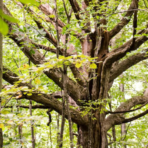 Stories well Rooted