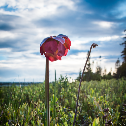 The Provincial Flower