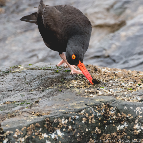 Black Oystercatcher Acrobatics