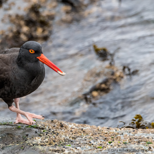 Black Oystercatcher with Catch