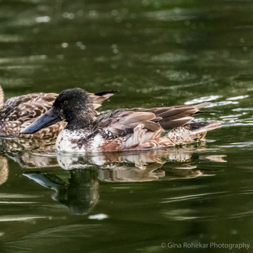 Northern Shoveler Pair