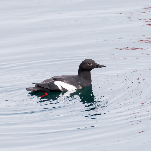 Pigeon Guillemot