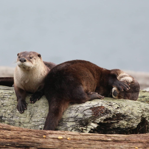 Obsessed with otters!
