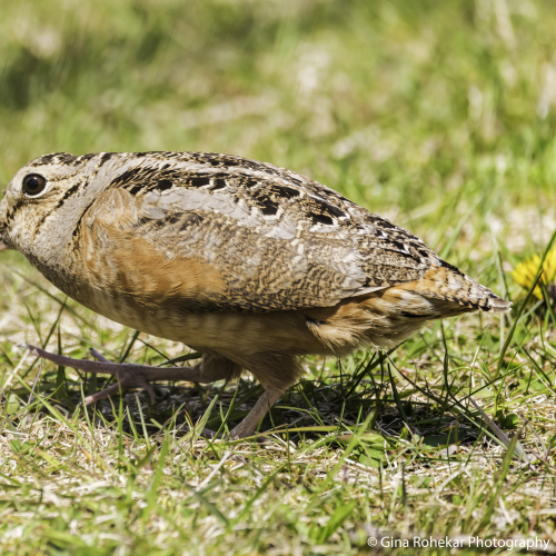 American Woodcock