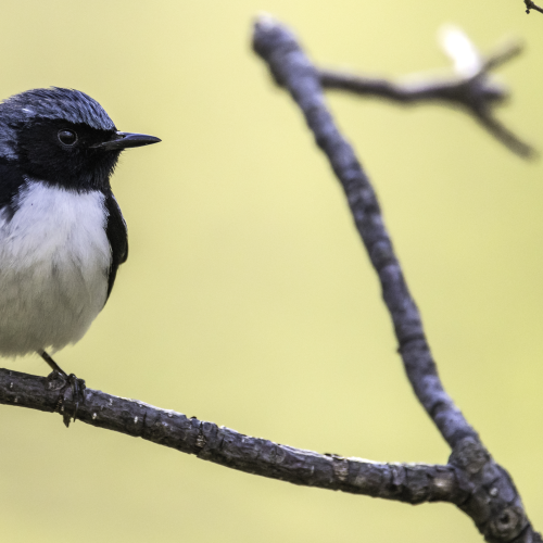 Black-Throated Blue Warbler