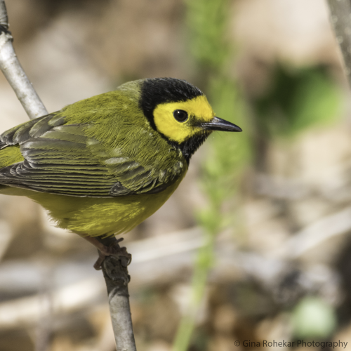 Hooded Warbler