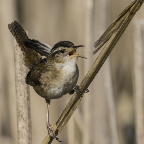 Marsh Wren