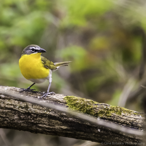 Yellow-Breasted Chat