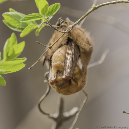 Eastern Red Bat Roosting