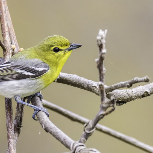 Yellow-Throated Vireo