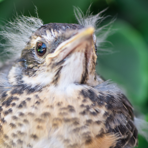 Baby robin in my garden