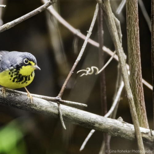 Canada Warbler