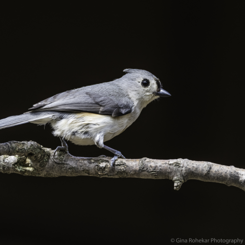 Tufted Titmouse