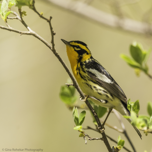 Blackburnian Warbler Portrait