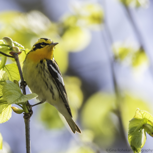 Blackburnian Warbler