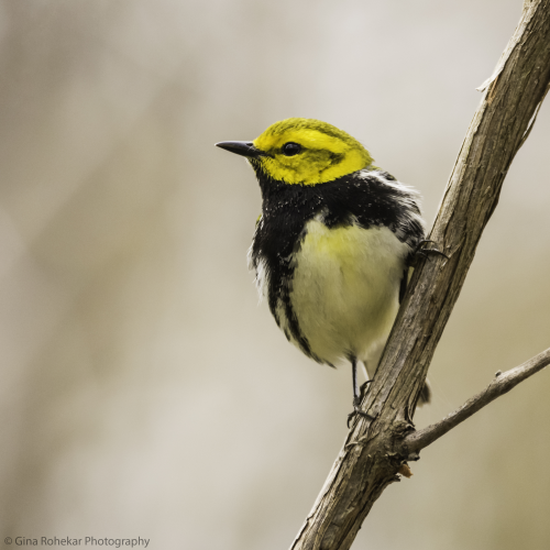 Black-Throated Green Warbler
