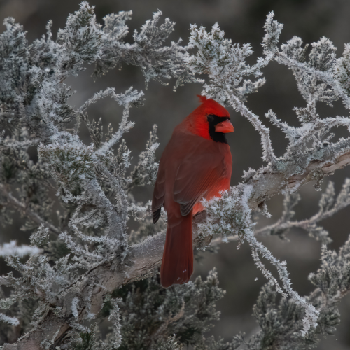 Cardinal in Hoarfrost
