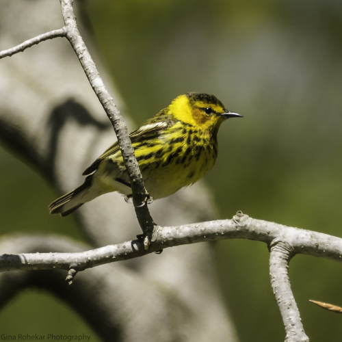 Cape May Warbler