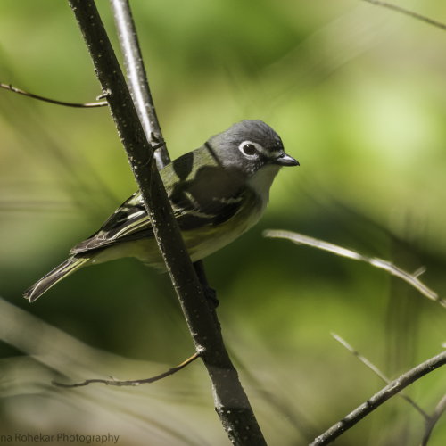 Blue-Headed Vireo