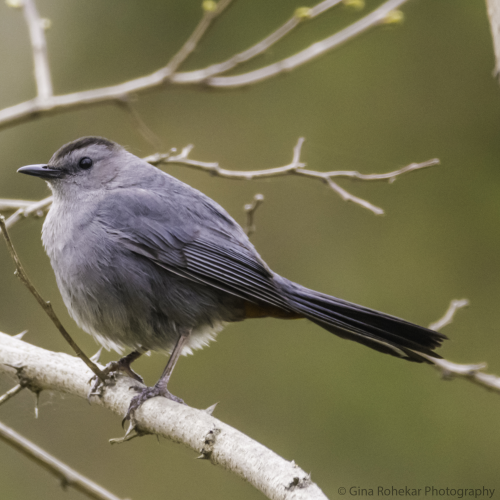 Grey Catbird