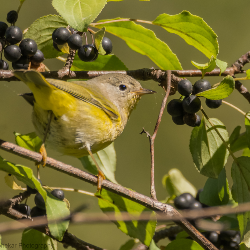 Nashville Warbler