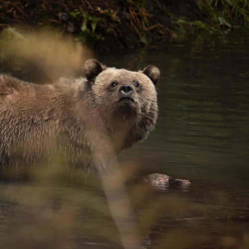 Caught Bear Handed