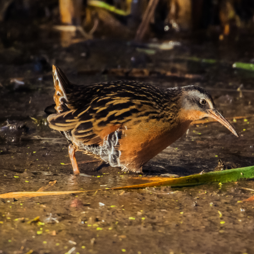 Virginia Rail