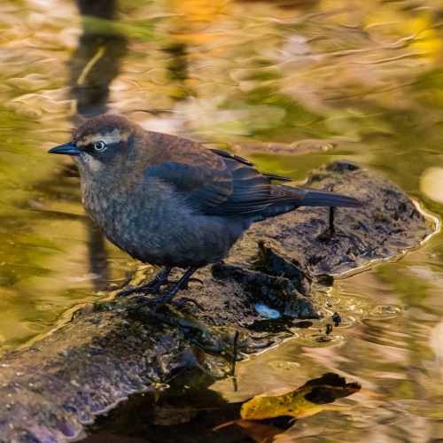 Rusty Blackbird