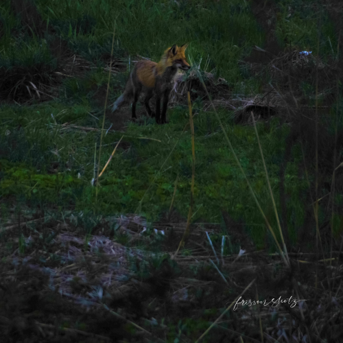 Hunting mode on