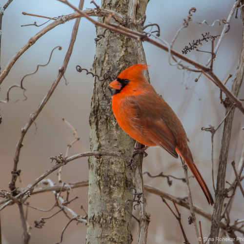 Winter Cardinal