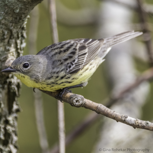 Kirtland's Warbler (Female)