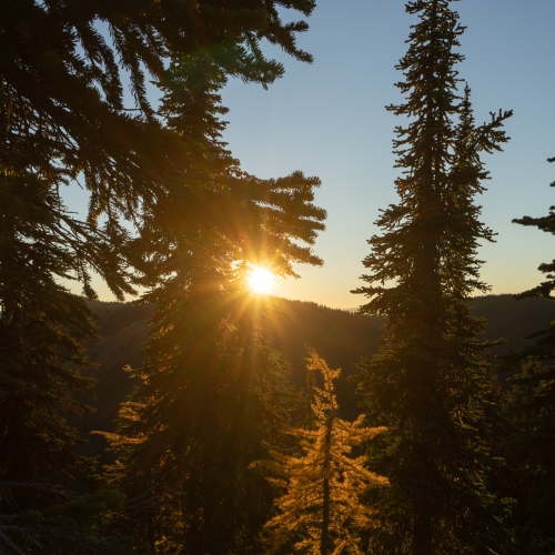 Lonely Larch